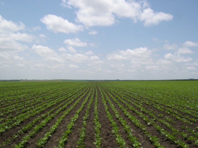 Beans - Ethiopia